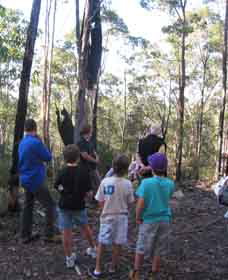 Boronia Tours - Accommodation Redcliffe 1