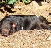 Symbio Wildlife Park - Accommodation Redcliffe