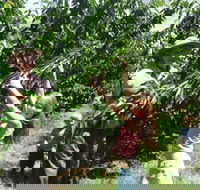 Forest Range Cherries - Accommodation Redcliffe