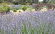 Emu Bay Lavender - thumb 3