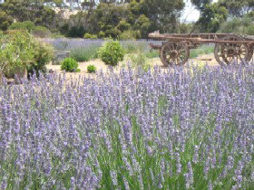 Emu Bay Lavender - Accommodation Redcliffe 3