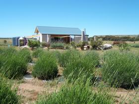 Emu Bay Lavender - Accommodation Redcliffe 1