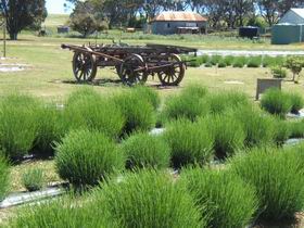 Emu Bay Lavender - Accommodation Redcliffe 2