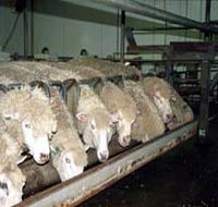 Island Pure Sheep Dairy And Cheese Factory - Accommodation Redcliffe
