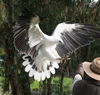 Raptor Domain - Accommodation Redcliffe