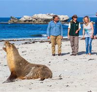 Seal Bay Conservation Park - Accommodation Redcliffe