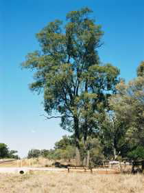 Charleville Self-Drive Itineraries - Accommodation Redcliffe 1