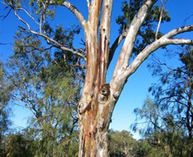 ODonnell Park At Curlwaa - Accommodation Redcliffe 2