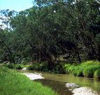 Salvator Rosa Section - Carnarvon National Park - Accommodation Redcliffe