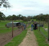 Avenue Emus - Accommodation Redcliffe