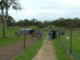 Avenue Emus - Accommodation Redcliffe 0