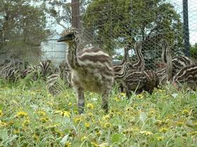 Avenue Emus - Accommodation Redcliffe 1