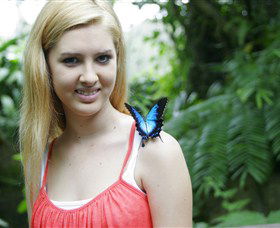 Australian Butterfly Sanctuary - Accommodation Redcliffe 0