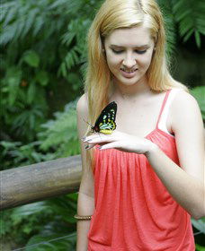 Australian Butterfly Sanctuary - Accommodation Redcliffe 1