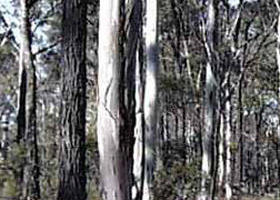 Kooyoora State Park - Accommodation Redcliffe 0