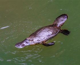 Platypus Viewing At Broken River - Accommodation Redcliffe 0