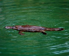 Platypus Viewing At Broken River - Accommodation Redcliffe 2