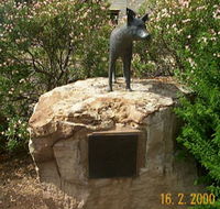 Dingo Statue - Accommodation Redcliffe