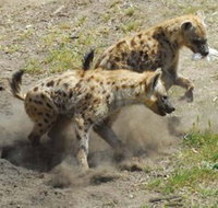 Altina Wildlife Park - Accommodation Redcliffe