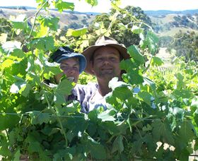 Wimmera Hills Winery - Accommodation Redcliffe 0