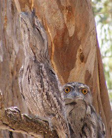 Bird Watching - Accommodation Redcliffe 0