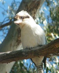 Bird Watching - Accommodation Redcliffe 1