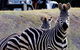 Taronga Western Plains Zoo, Dubbo - thumb 1