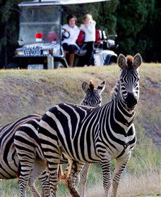 Taronga Western Plains Zoo, Dubbo - Accommodation Redcliffe 1