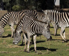 Taronga Western Plains Zoo, Dubbo - Accommodation Redcliffe 5