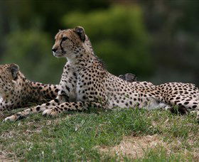 Taronga Western Plains Zoo, Dubbo - Accommodation Redcliffe 6