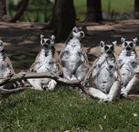 Savannah Visitor Plaza Taronga Western Plains Zoo Dubbo - Accommodation Redcliffe