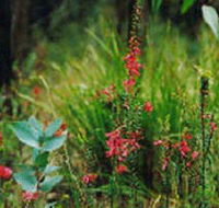 Enfield State Park - Accommodation Redcliffe