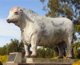 Rockhampton Bull Statues - Accommodation Redcliffe 1