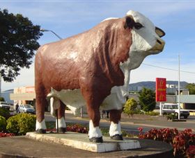 Rockhampton Bull Statues - Accommodation Redcliffe 2
