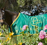 Living Legends The International Home of Rest for Champion Horses - Accommodation Redcliffe