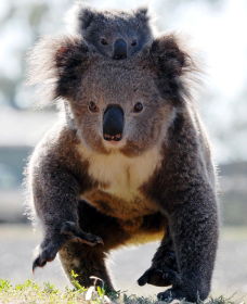 Koalas In Gunnedah - Accommodation Redcliffe 0
