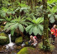Baw Baw National Park - Accommodation Redcliffe