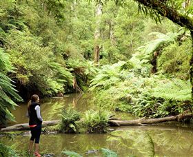Morwell National Park - Accommodation Redcliffe 0