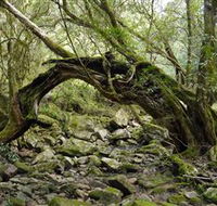 Mitchell River Walking Track - Accommodation Redcliffe