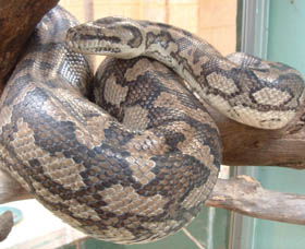 Armadale Reptile Centre - Accommodation Redcliffe 0
