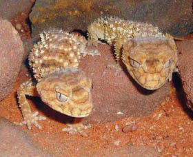 Armadale Reptile Centre - Accommodation Redcliffe 1