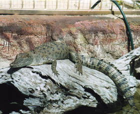 Armadale Reptile Centre - Accommodation Redcliffe 2