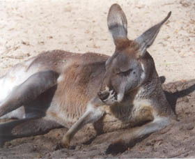 Armadale Reptile Centre - Accommodation Redcliffe 3