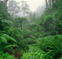 Tarra Bulga National Park - Accommodation Redcliffe