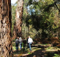 Tallaganda National Park - Accommodation Redcliffe