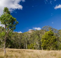 Brush Turkey track - Accommodation Redcliffe