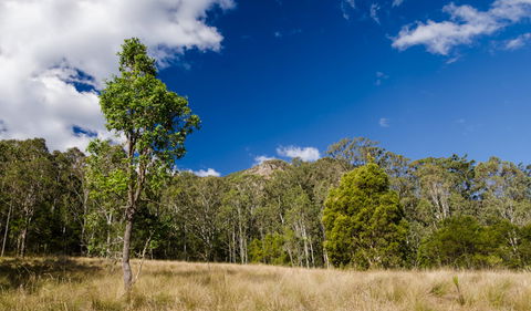 Brush Turkey Track - Accommodation Redcliffe 0