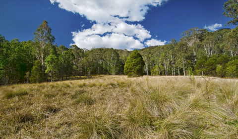 Brush Turkey Track - Accommodation Redcliffe 1
