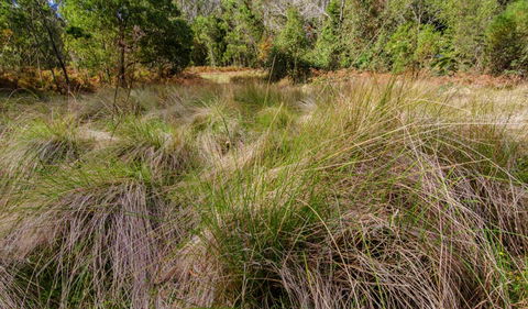 Brush Turkey Track - Accommodation Redcliffe 2