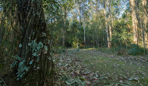 Brush Turkey Track - Accommodation Redcliffe 3